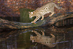 Ocicat in autums
