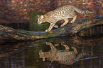 Ocicat in autums