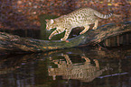 Ocicat in autums