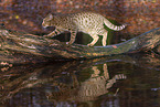Ocicat in autums