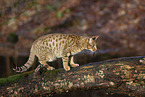 Ocicat in autums
