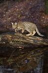 Ocicat in autums