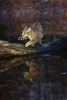 Ocicat in autums