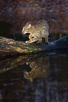 Ocicat in autums