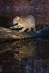 Ocicat in autums