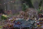 Ocicat in autums