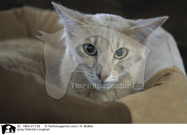 lying Oriental Longhair / HBO-01138