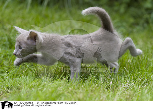 laufendes Orientalisch Langhaar Ktzchen / walking Oriental Longhair Kitten / HBO-03063