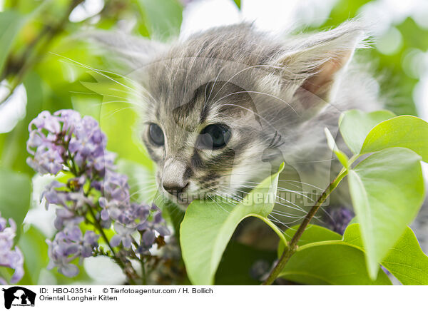 Orientalisch Langhaar Ktzchen / Oriental Longhair Kitten / HBO-03514