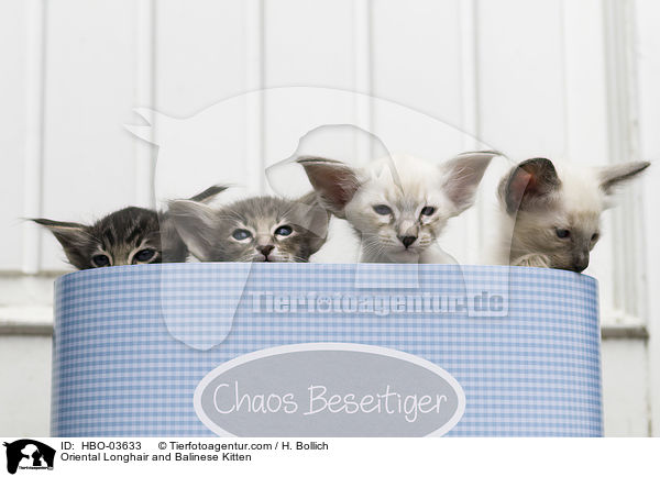 Orientalisch Langhaar und Balinese Ktzchen / Oriental Longhair and Balinese Kitten / HBO-03633