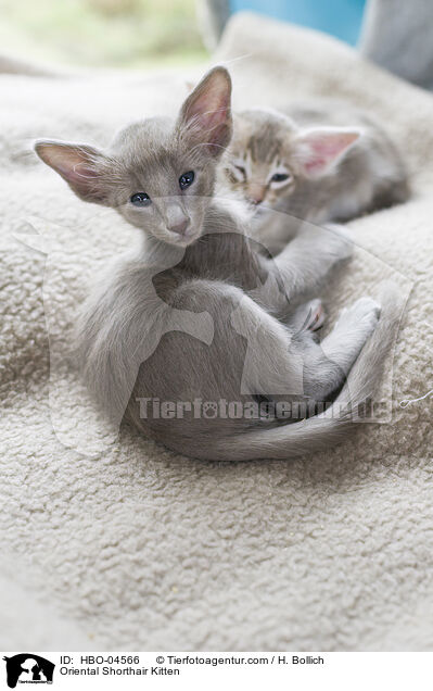 Orientalisch Langhaar Ktzchen / Oriental Shorthair Kitten / HBO-04566