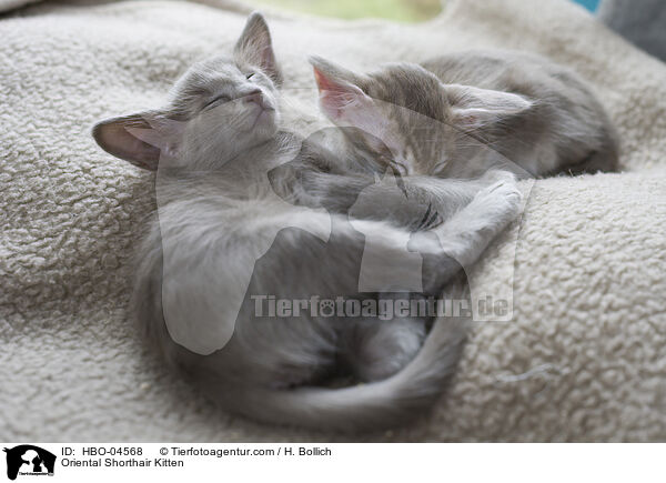 Orientalisch Langhaar Ktzchen / Oriental Shorthair Kitten / HBO-04568