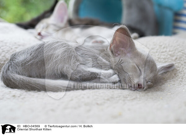 Orientalisch Langhaar Ktzchen / Oriental Shorthair Kitten / HBO-04569