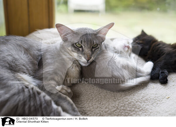Orientalisch Langhaar Ktzchen / Oriental Shorthair Kitten / HBO-04570