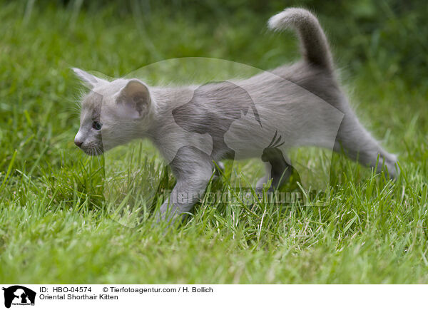 Orientalisch Langhaar Ktzchen / Oriental Shorthair Kitten / HBO-04574