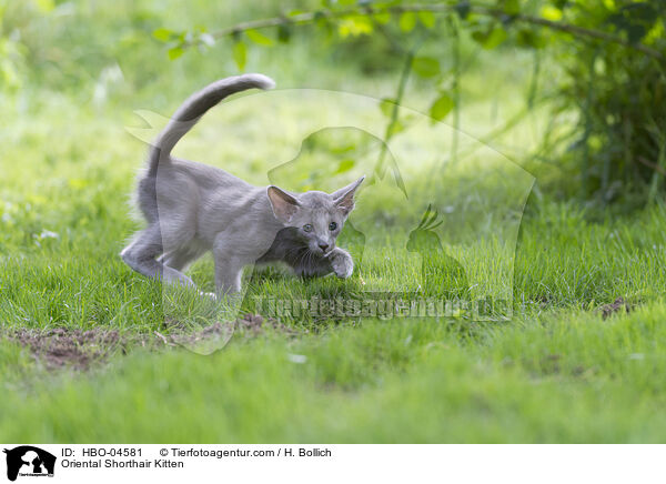 Orientalisch Langhaar Ktzchen / Oriental Shorthair Kitten / HBO-04581