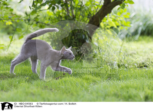 Orientalisch Langhaar Ktzchen / Oriental Shorthair Kitten / HBO-04583