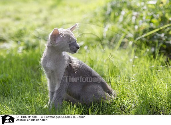Orientalisch Langhaar Ktzchen / Oriental Shorthair Kitten / HBO-04588