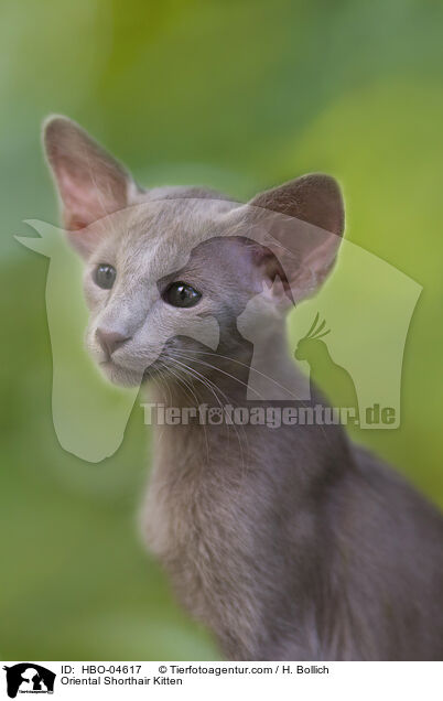Oriental Shorthair Kitten / HBO-04617