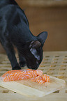 Oriental Longhair with salmon