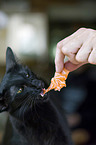 Oriental Longhair with salmon