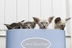 Oriental Longhair and Balinese Kitten