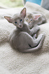 Oriental Shorthair Kitten