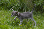 Oriental Shorthair Kitten