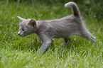 Oriental Shorthair Kitten