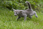 Oriental Shorthair Kitten