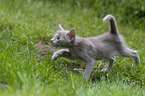 Oriental Shorthair Kitten