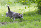 Oriental Shorthair Kitten