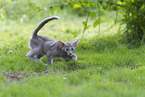 Oriental Shorthair Kitten