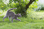 Oriental Shorthair Kitten