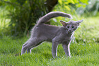 Oriental Shorthair Kitten