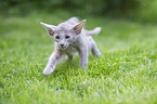Oriental Shorthair Kitten