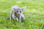 Oriental Shorthair Kitten