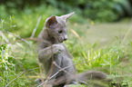 Oriental Shorthair Kitten