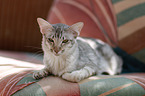 Oriental Shorthair