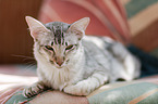 Oriental Shorthair