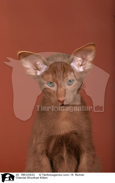 Orientalisch Kurzhaar Ktzchen / Oriental Shorthair Kitten / RR-03933