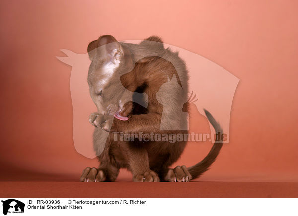 Orientalisch Kurzhaar Ktzchen / Oriental Shorthair Kitten / RR-03936