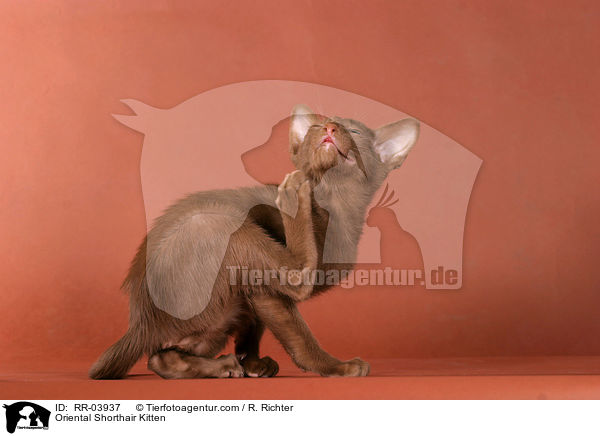 Orientalisch Kurzhaar Ktzchen / Oriental Shorthair Kitten / RR-03937