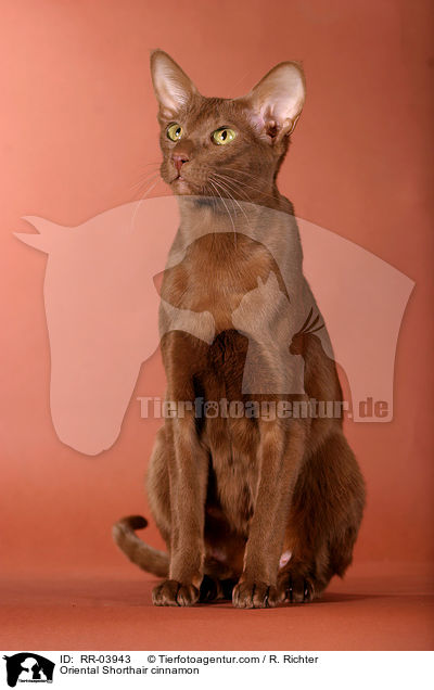Orientalisch Kurzhaar / Oriental Shorthair cinnamon / RR-03943
