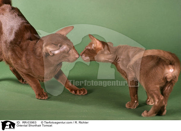 Orientalisch Kurzhaar Kater / Oriental Shorthair Tomcat / RR-03963