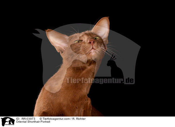 Orientalisch Kurzhaar Portrait / Oriental Shorthair Portrait / RR-03973