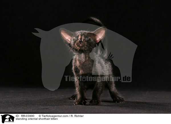 standing oriental shorthair kitten / RR-03990