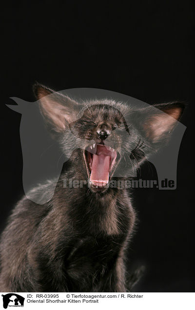 Orientalisch Kurzhaar Ktzchen / Oriental Shorthair Kitten Portrait / RR-03995