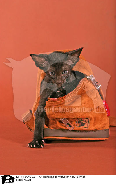 Orientalisch Kurzhaar Ktzchen / black kitten / RR-04002