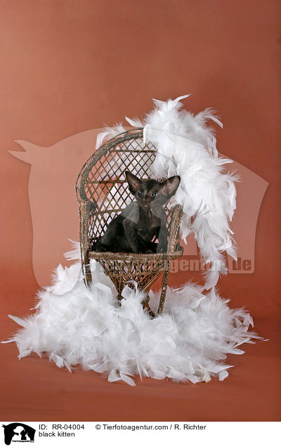Orientalisch Kurzhaar Ktzchen / black kitten / RR-04004